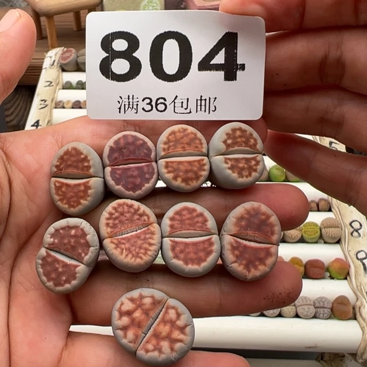 8.16满36元包邮804