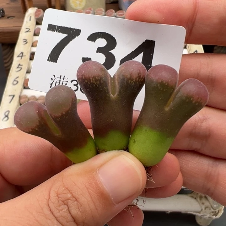 8.26满36元包邮734