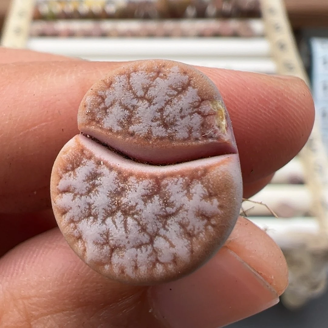 10.27好看的多肉171