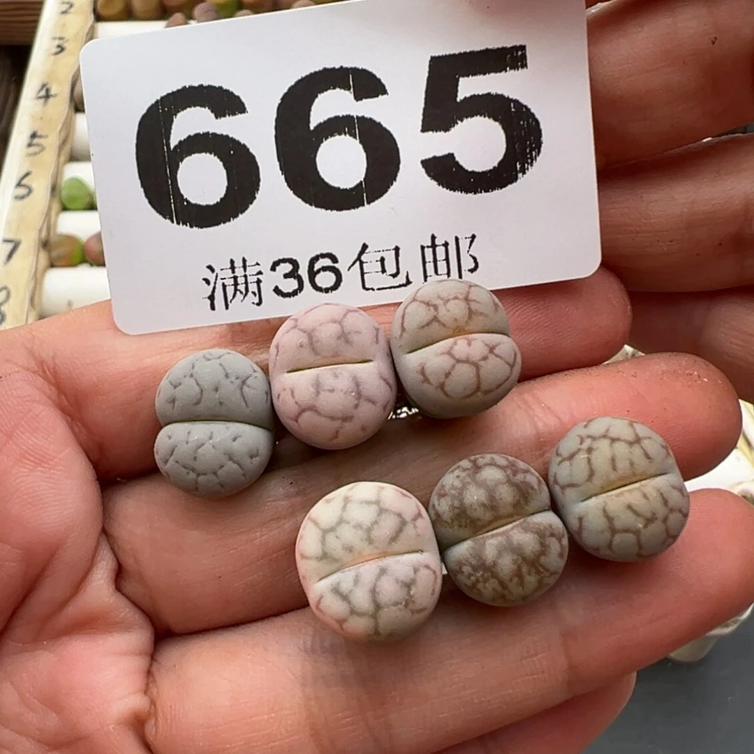 10.22好看的多肉665