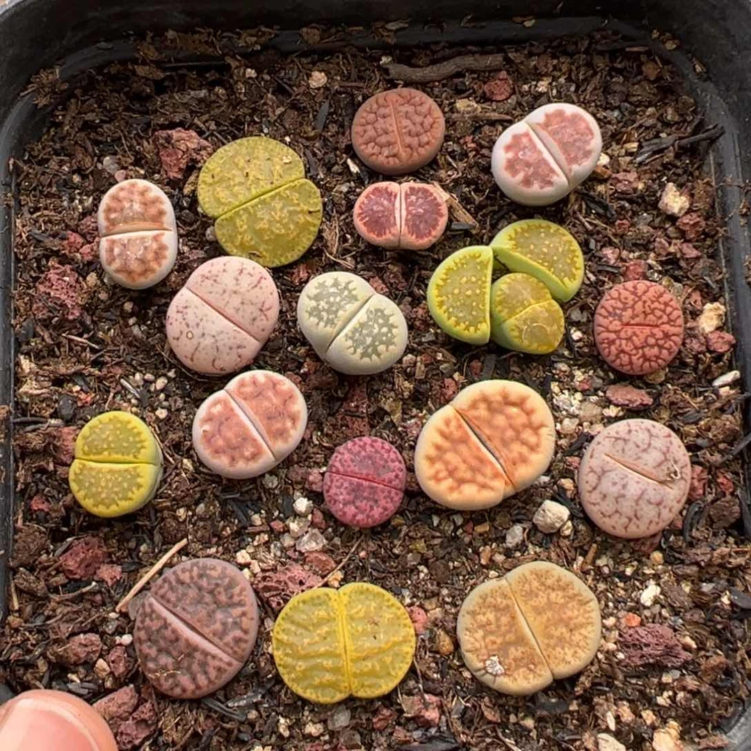 9.30满36元包邮5960000