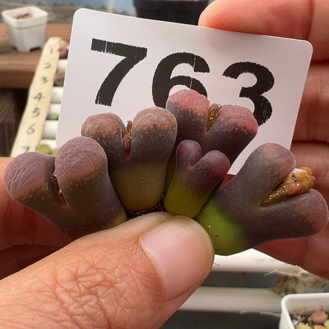 10.23好看的多肉763