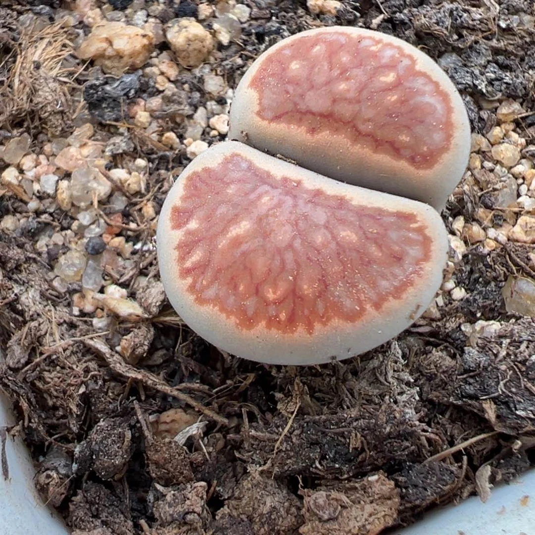 11.11好看的多肉160