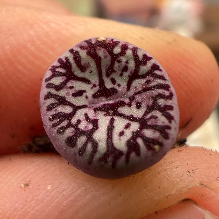 8.19满36元包邮143