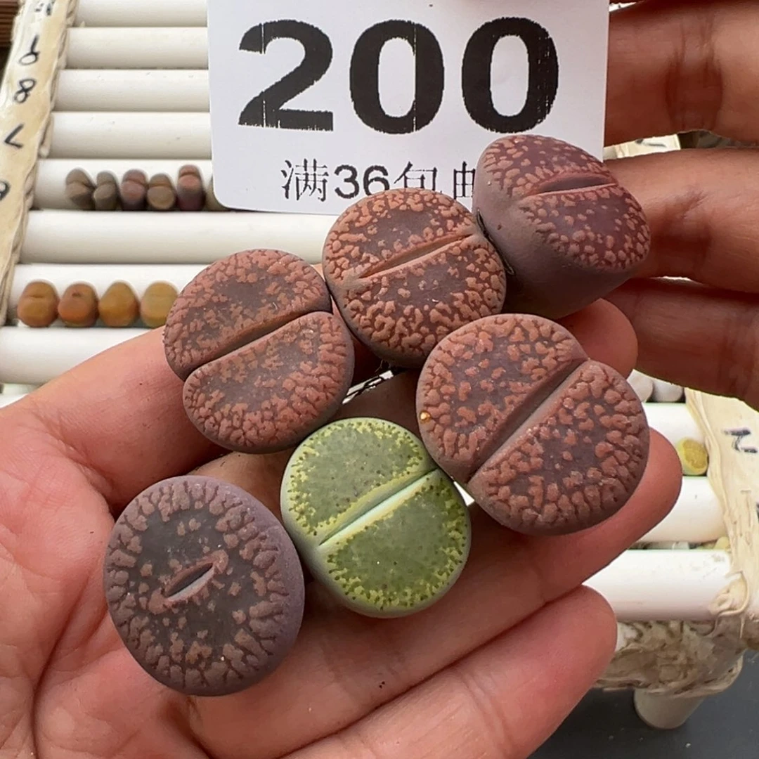 10.18好看的多肉200