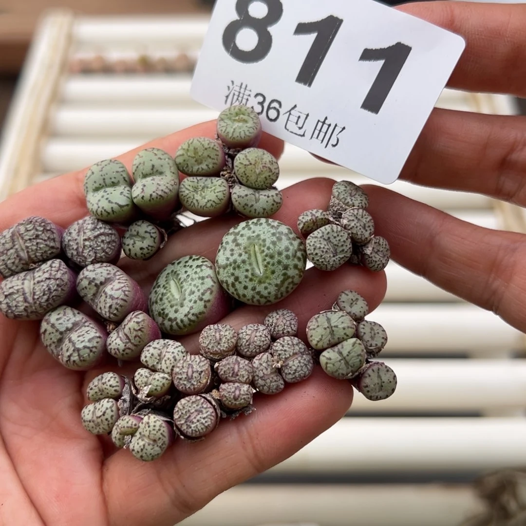 10.15好看的多肉811