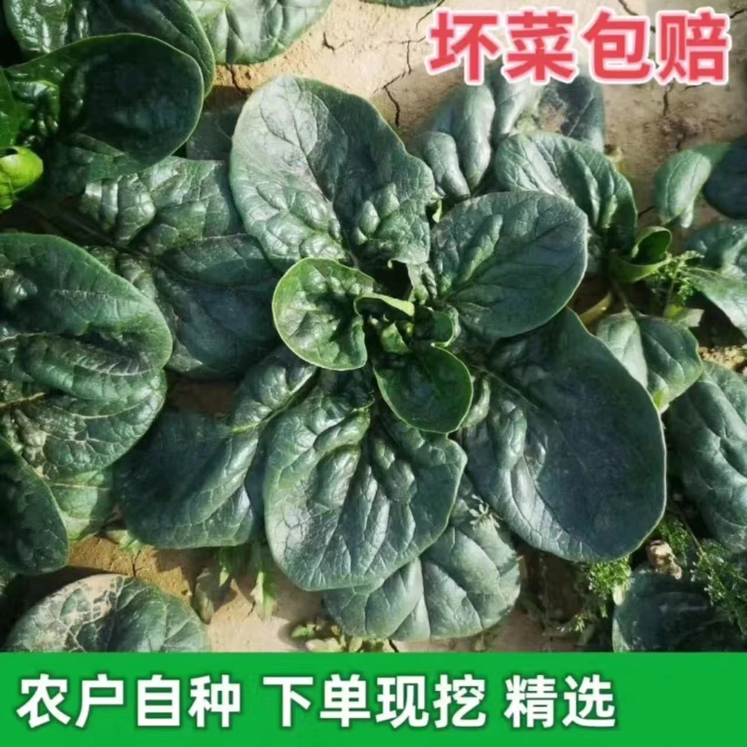 开封露天种植农家自种新鲜现挖爬地菠菜黑墨儿菠菜