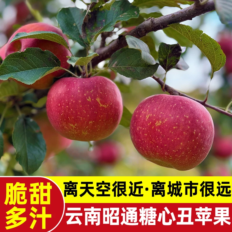 3斤装云南昭通冰糖心丑苹果水果9分甜一分酸批发新鲜采摘应季水果