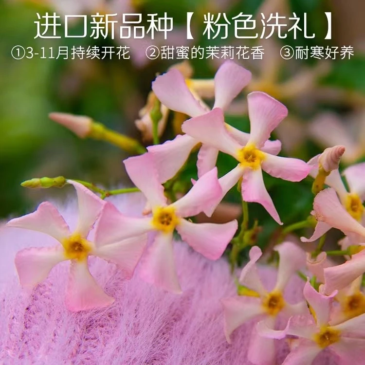 洗礼粉色风车银丝茉莉爬藤植物大苗香络石藤盆栽阳台浓香藤蔓植物