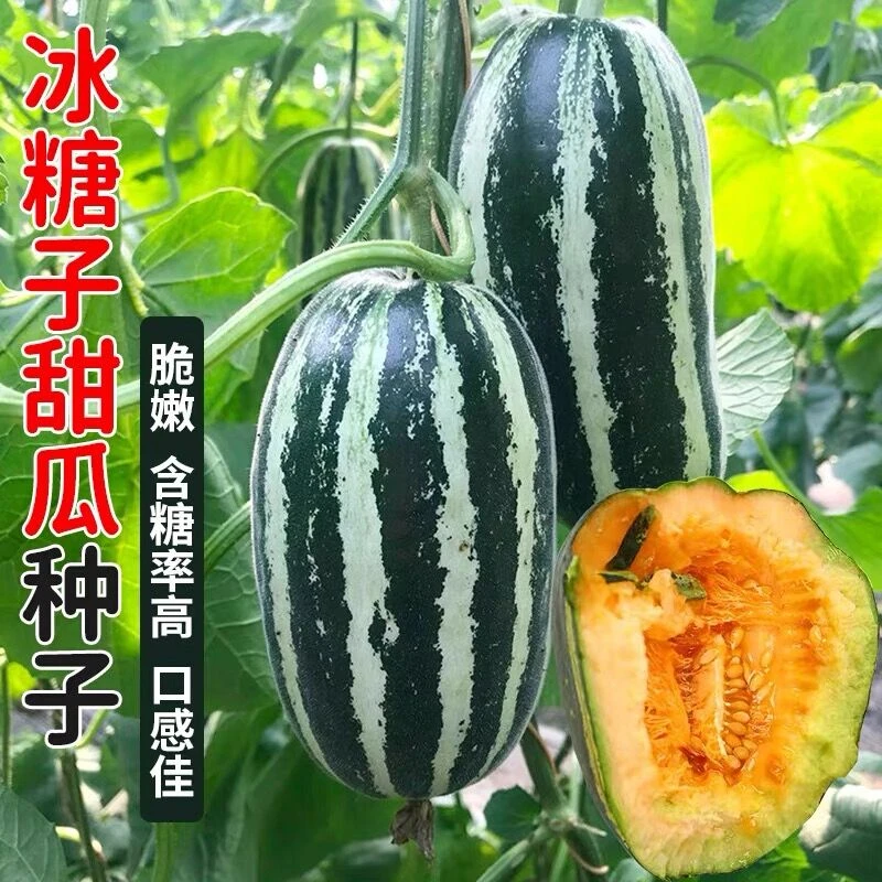 冰糖子甜瓜种子高糖花皮甜瓜种籽早熟脆甜香瓜子春季种植四季种孑