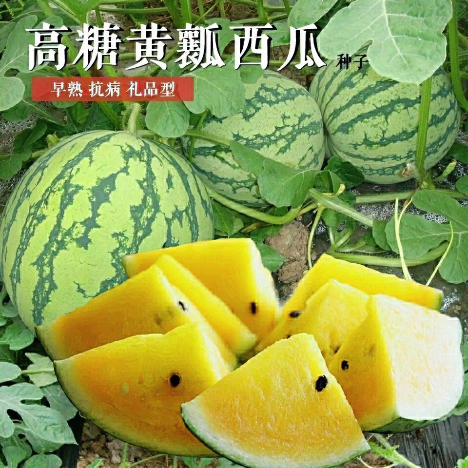 早熟黄穰西瓜种籽高产四季春夏超甜薄皮黄瓤西瓜种子孑大全蔬菜籽