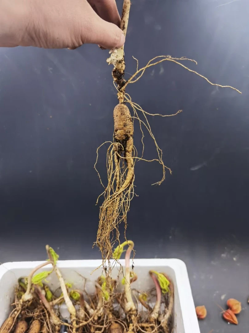 【甜甜】长白山人参鲜人参改价链接