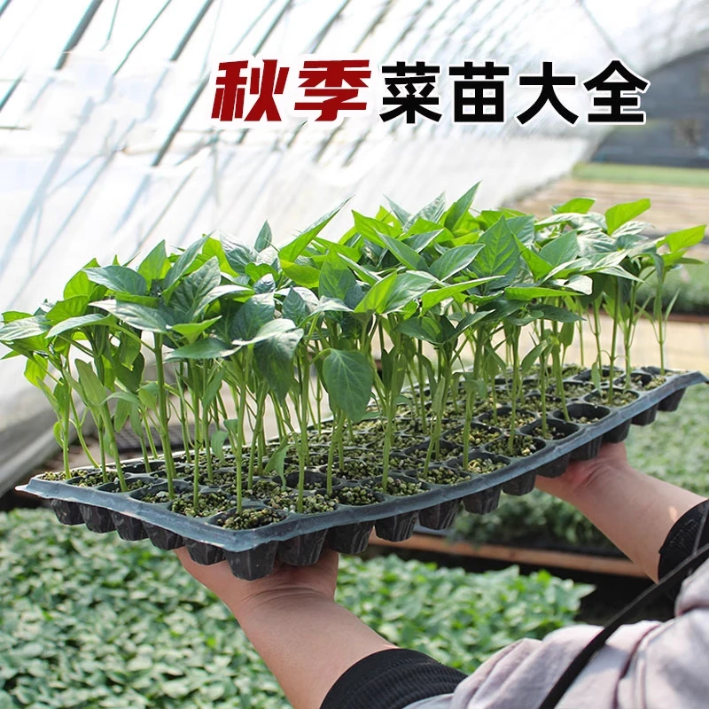 四季蔬菜苗秧西兰花苗羽叶甘蓝盆栽白花菜苗室外秋冬耐寒
