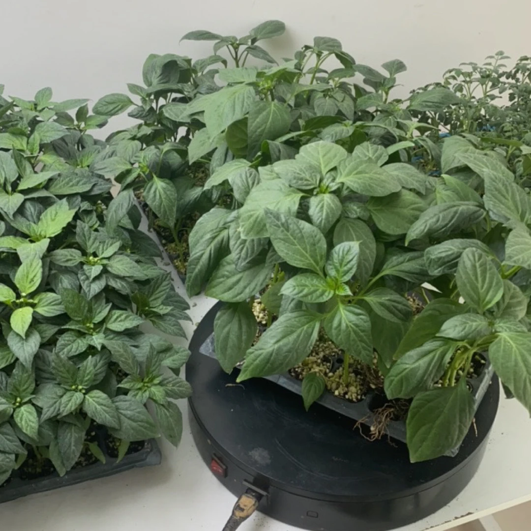 四季蔬菜苗秧番茄辣椒西兰花苗羽叶甘蓝盆栽白花菜苗室外秋冬耐寒