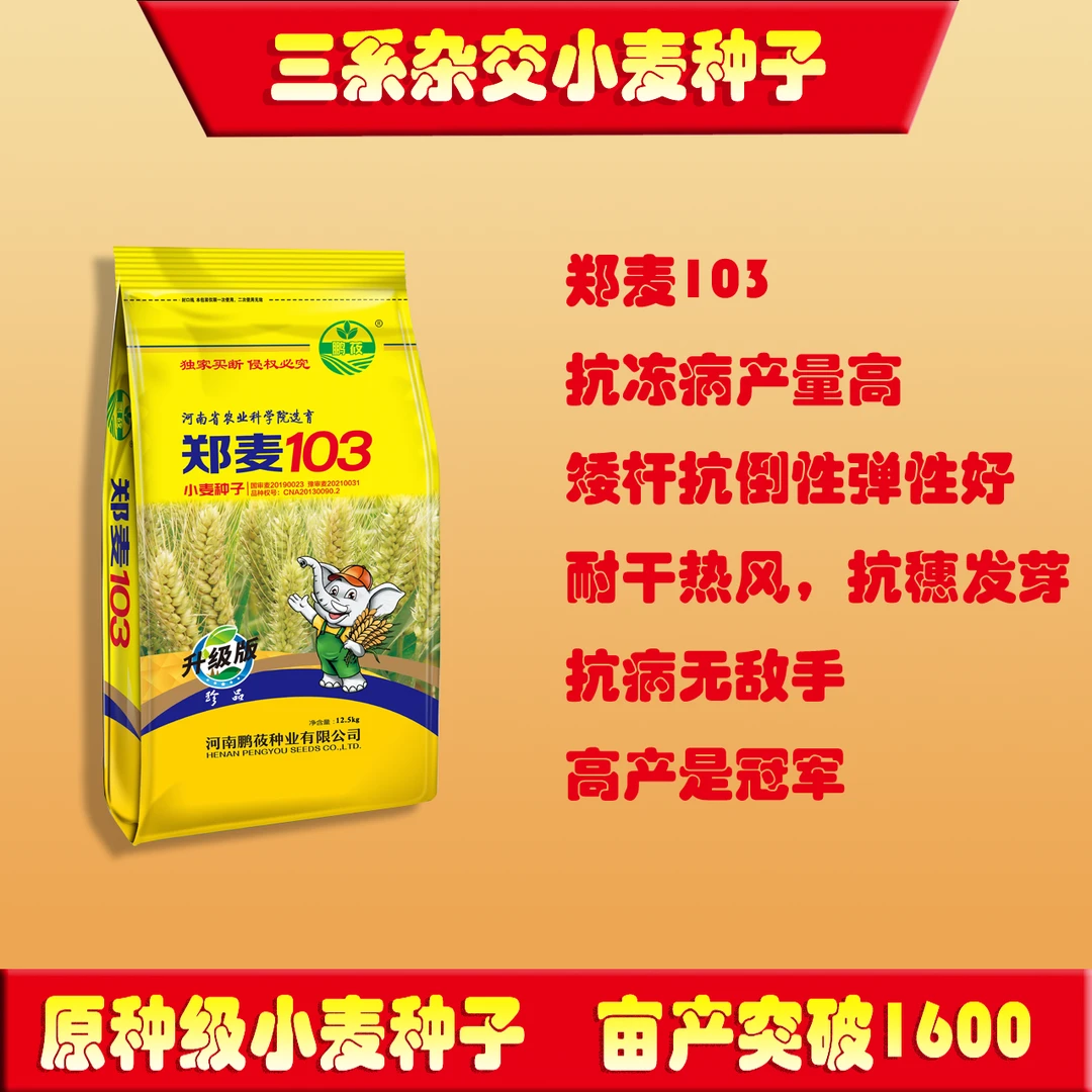 大户补贴郑麦103三系杂交小麦种子稳定高产