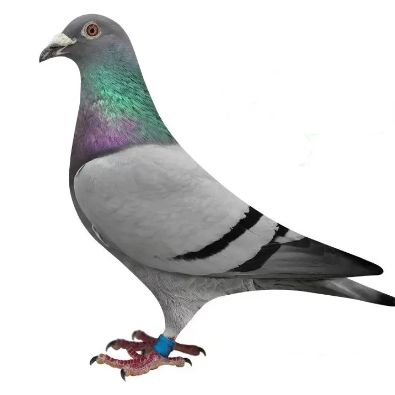 改价4鸽子模型（直播专用专拍链接）