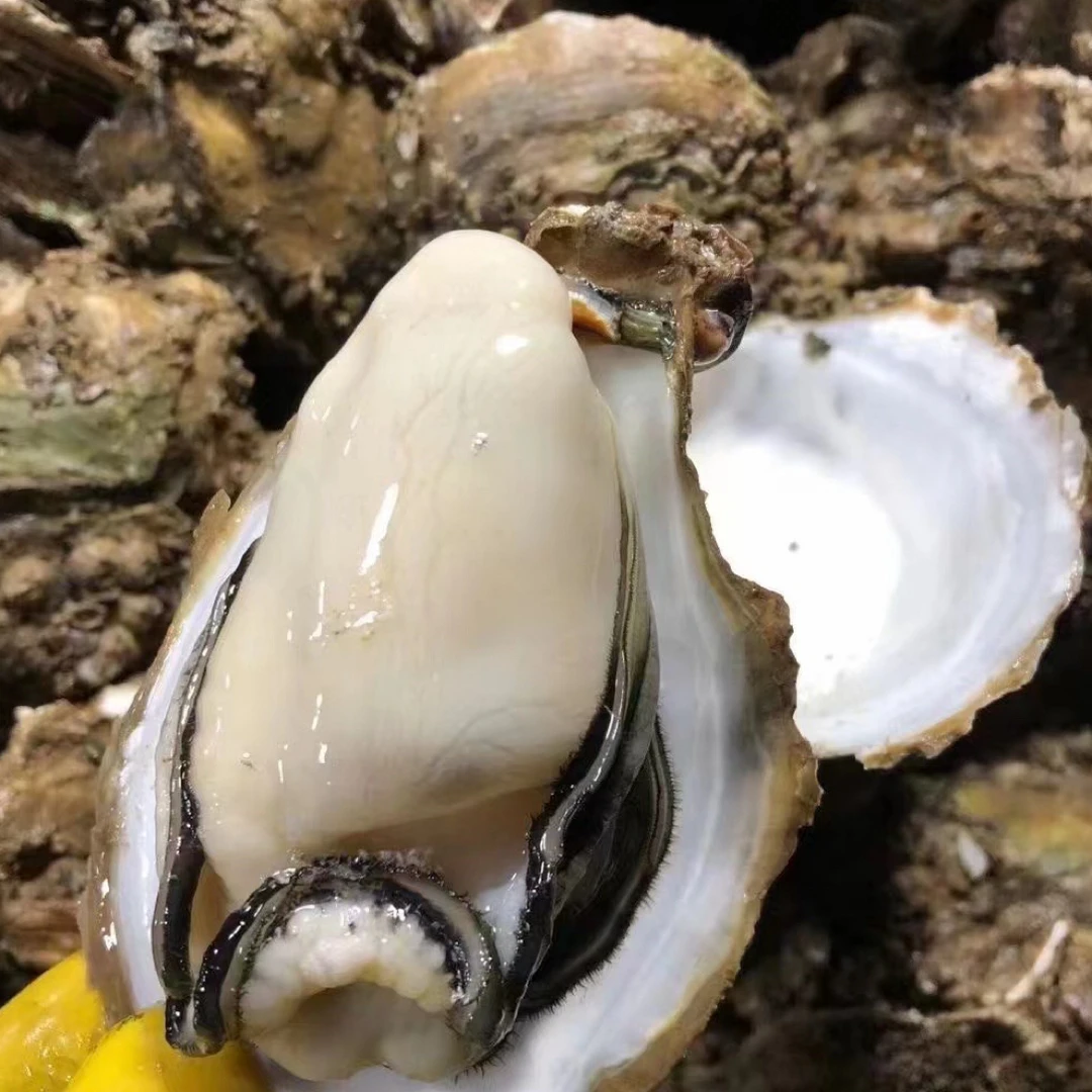 台山海生蚝肉 原浆现开称重 海水保鲜 500G/罐/斤