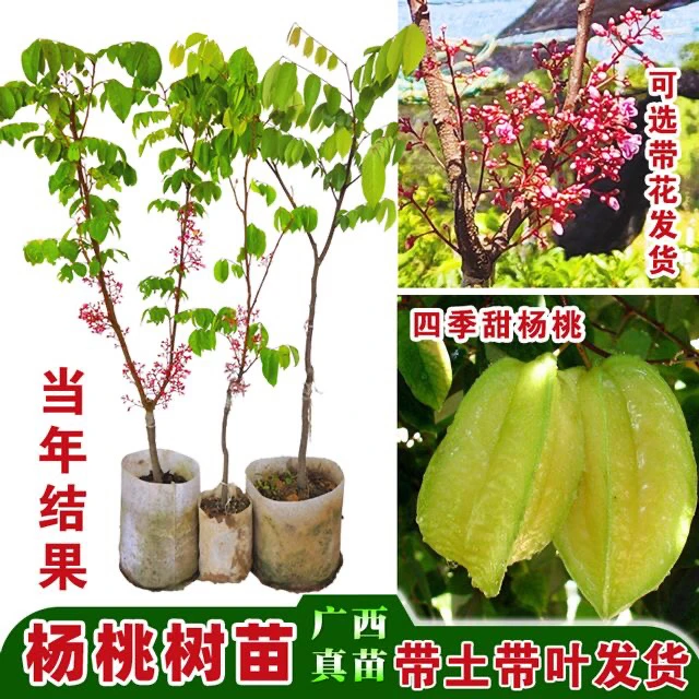 马来西亚杨桃苗四季结果杨桃苗