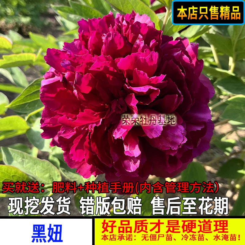 黑妞牡丹花苗重瓣紫红色红色盆栽地栽大棵高株型名贵牡丹有老桩