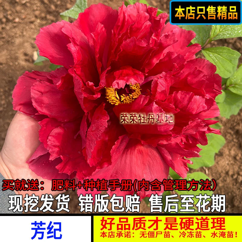 老芳纪牡丹花苗红色系名贵重瓣中国红太阳观赏牡丹花苗盆栽地栽