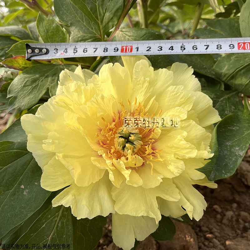 巴茨拉芍药试种福利，纯亏品，每客限1