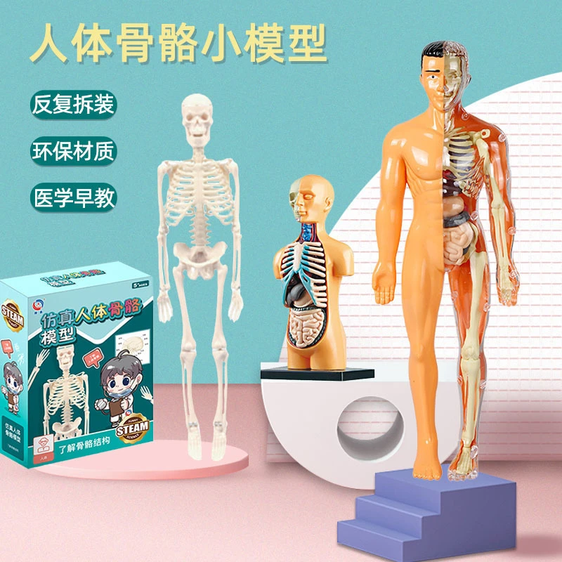 人体模型可拆卸拼装结构骨骼器官3d骨架内脏医学解剖早教儿童玩具