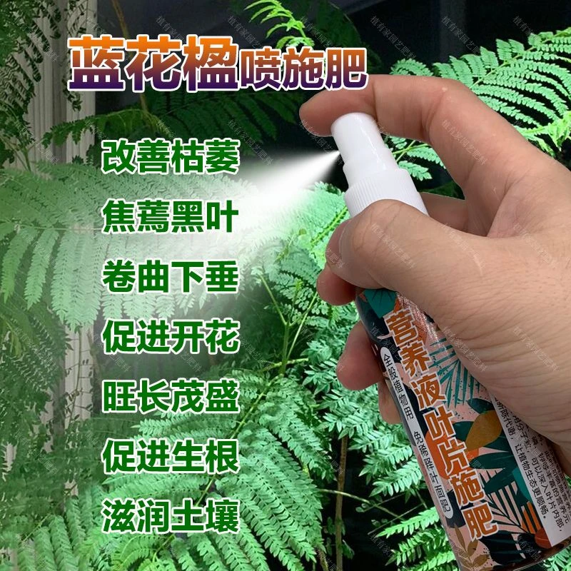 蓝花楹专用肥料叶子蔫卷曲下垂枯萎尖发黑营养液发芽长叶喷施肥料