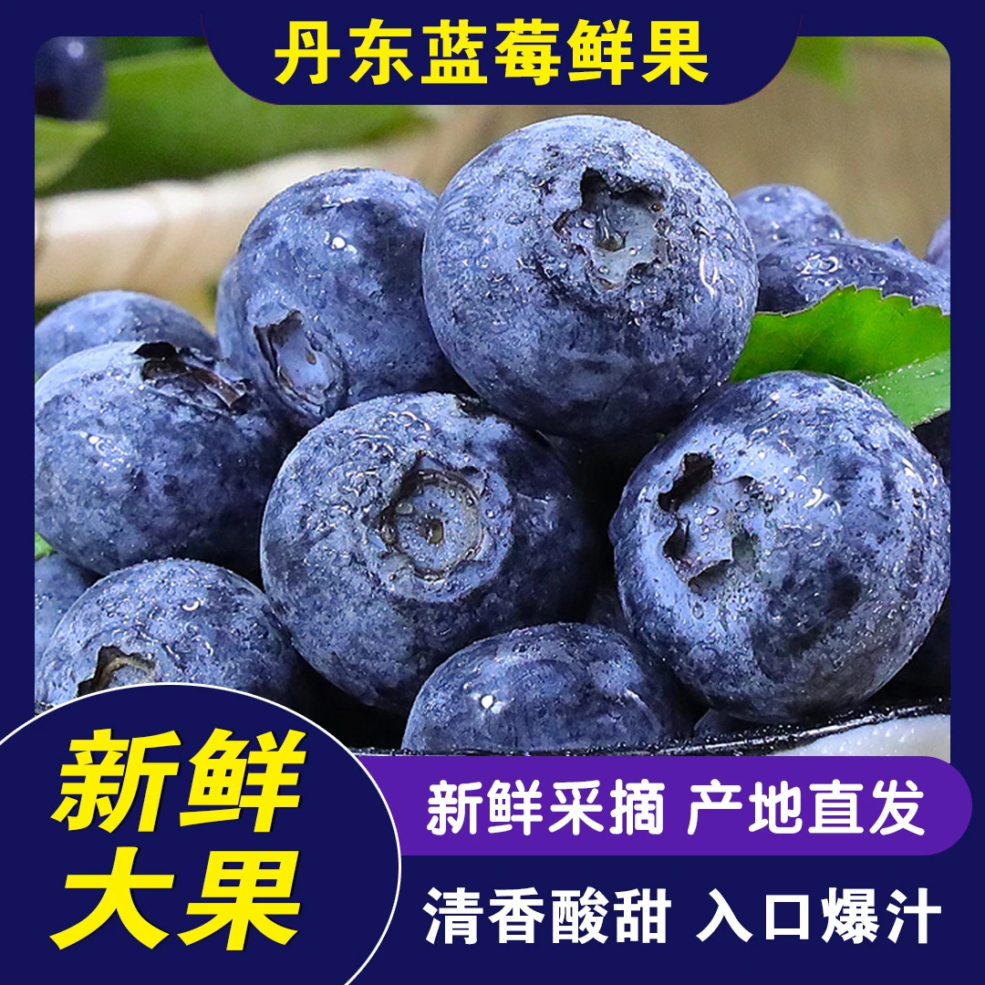 丹东新鲜蓝莓大果1斤酸甜多汁新鲜采摘京东包邮