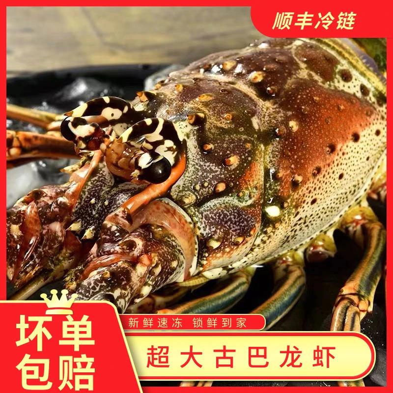 古巴龙1-1.5斤活冻鲜活冷冻活体速冻生动海鲜水产顺丰