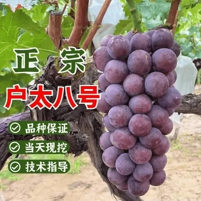 户太8号葡萄苗耐寒爬藤沪太八号葡萄树苖北南方庭院种植当年结果