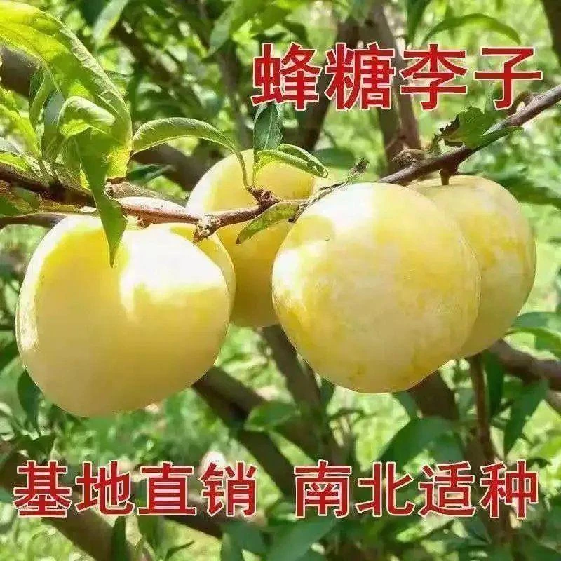 新品种嫁接耐寒李子果树苗脆甜南北方种植正宗蜂糖李三华李