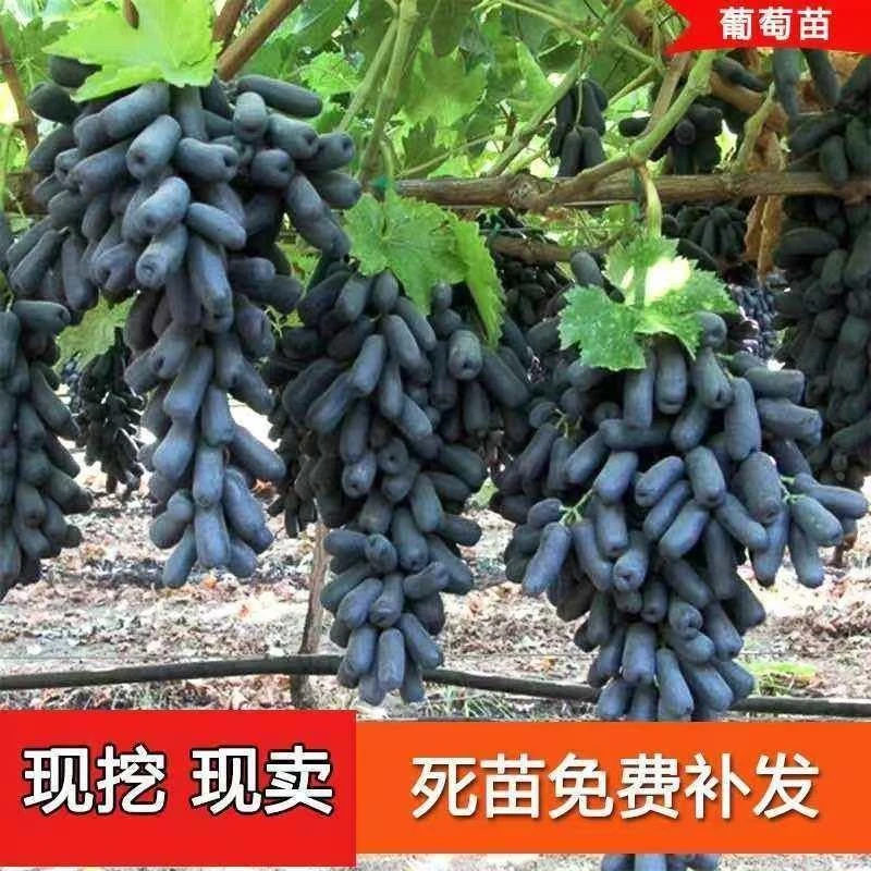 嫁接蓝宝石葡萄树苗无籽超甜苗南北方种植耐寒品种当年结果葡萄树