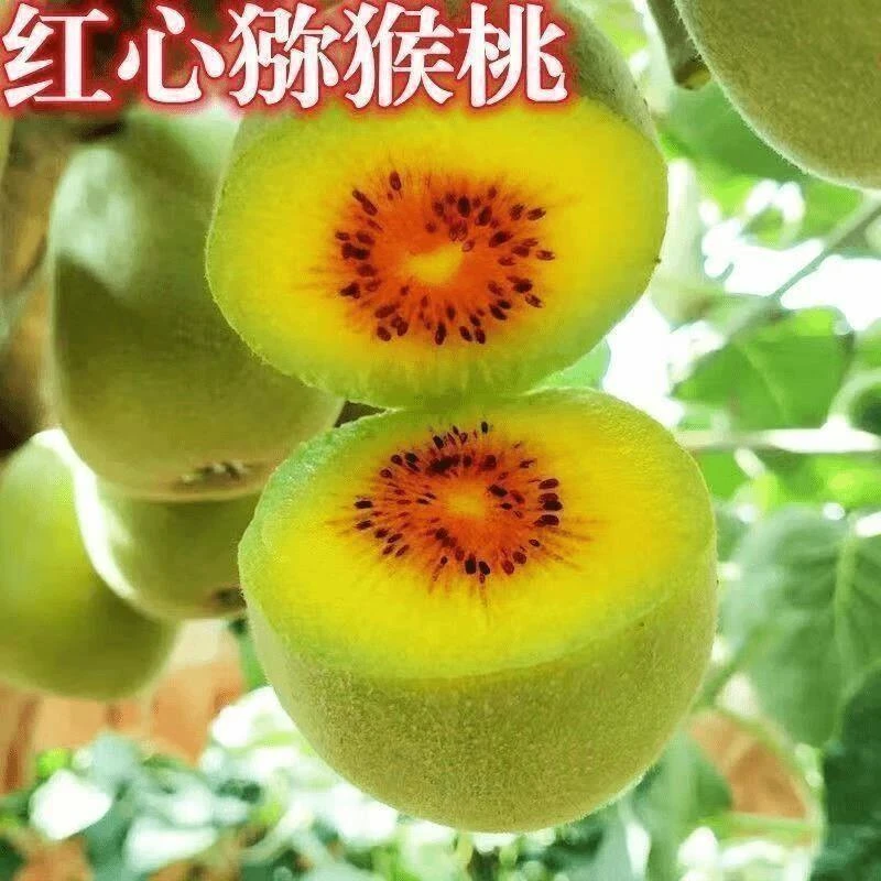 嫁接红心猕猴桃树苗南方北方种植盆栽地栽黄心猕猴桃当年结果树苗