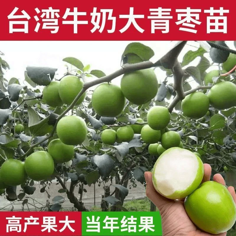 台湾大青枣树苗红枣苹果枣牛奶枣特大嫁接果树苗盆栽南北当年结果