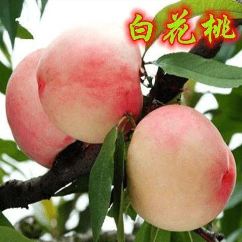 正宗白花桃果树苗桃子树苗新品种白桃树苗南北方种植当年结果树苗