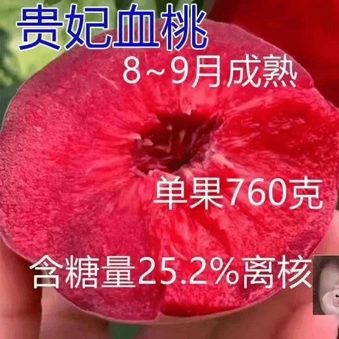贵妃血桃红肉桃子甜脆桃蟠桃水蜜桃雪桃毛桃新鲜水果血桃