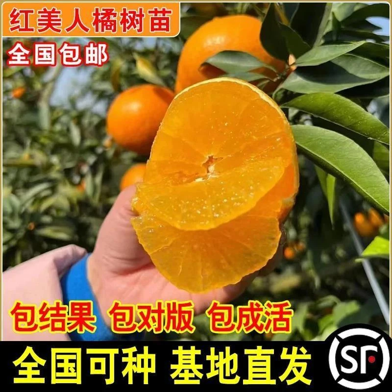 正宗爱媛38号树苗果冻橙果树果苗盆栽象山红美人橘子柑桔大树带果