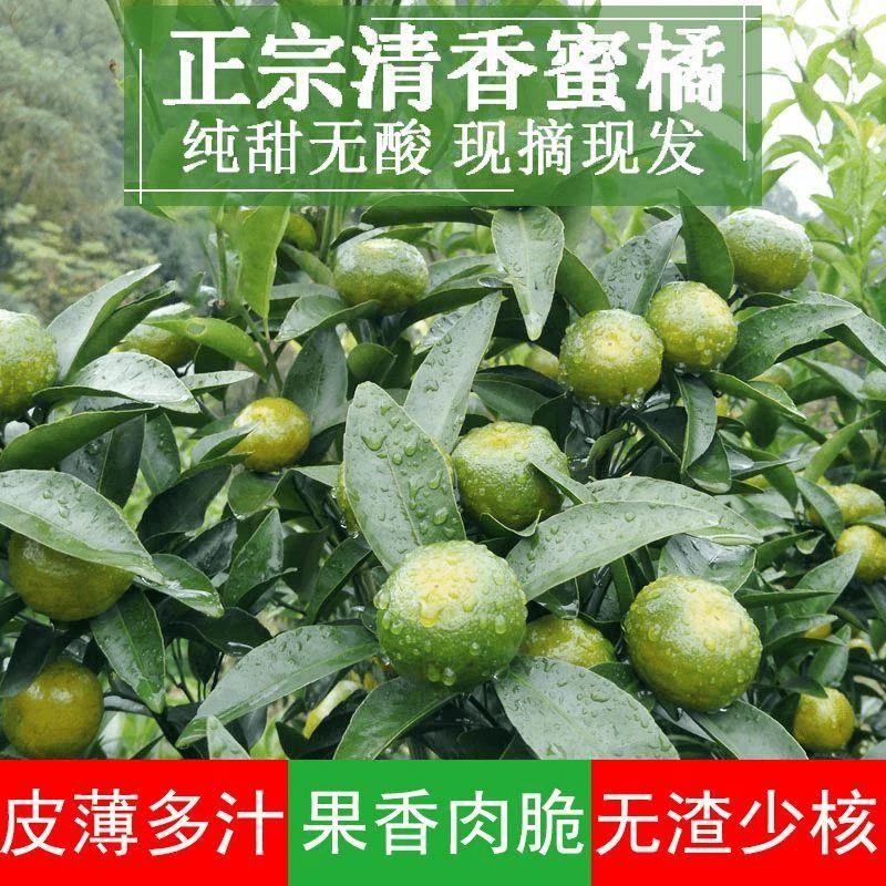 广西清香蜜桔砂糖橘树苗果树果苗当年结果南方种植果树苗桔子树苗