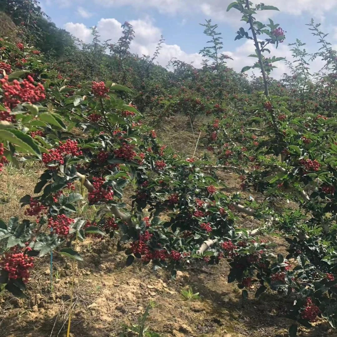 花椒树苗大红袍花椒苗树四川食用麻椒阳台盆栽地栽无刺当年结果树