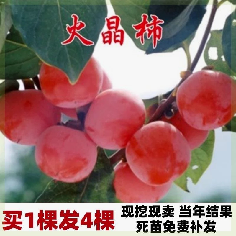 火晶柿子树苗南北方种植庭院地栽大果无籽柿子苗当年结果树苗大全