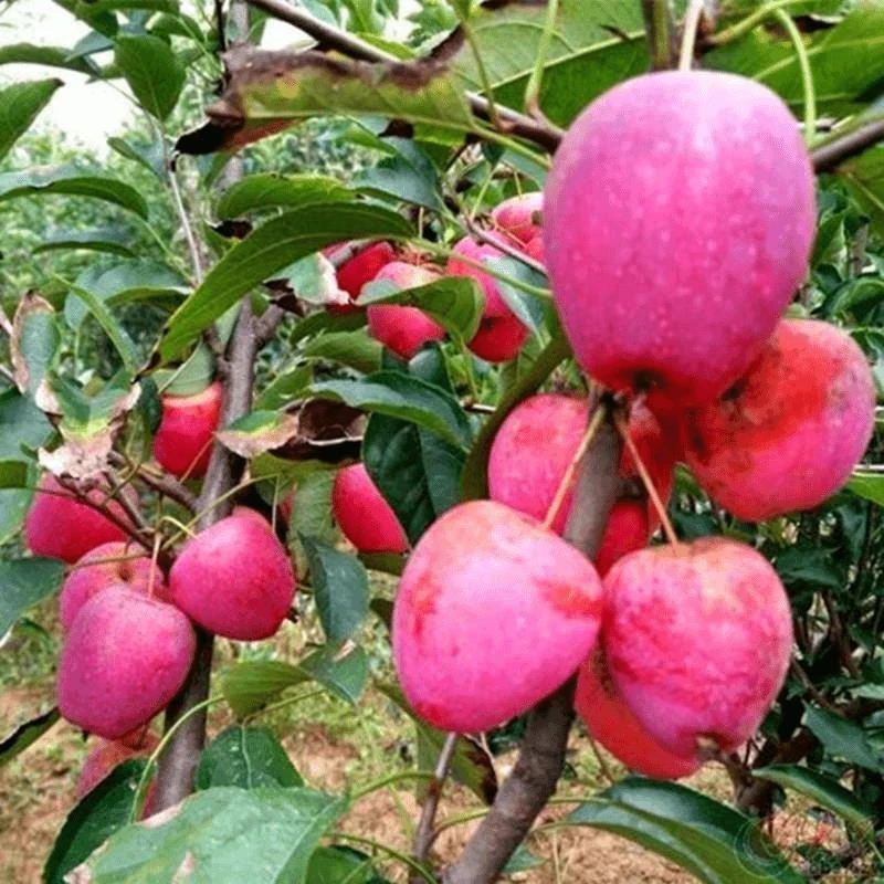 鸡心果苗锦绣香妃海棠苹果果树苗阳台南方北方四季盆栽各种水果苗