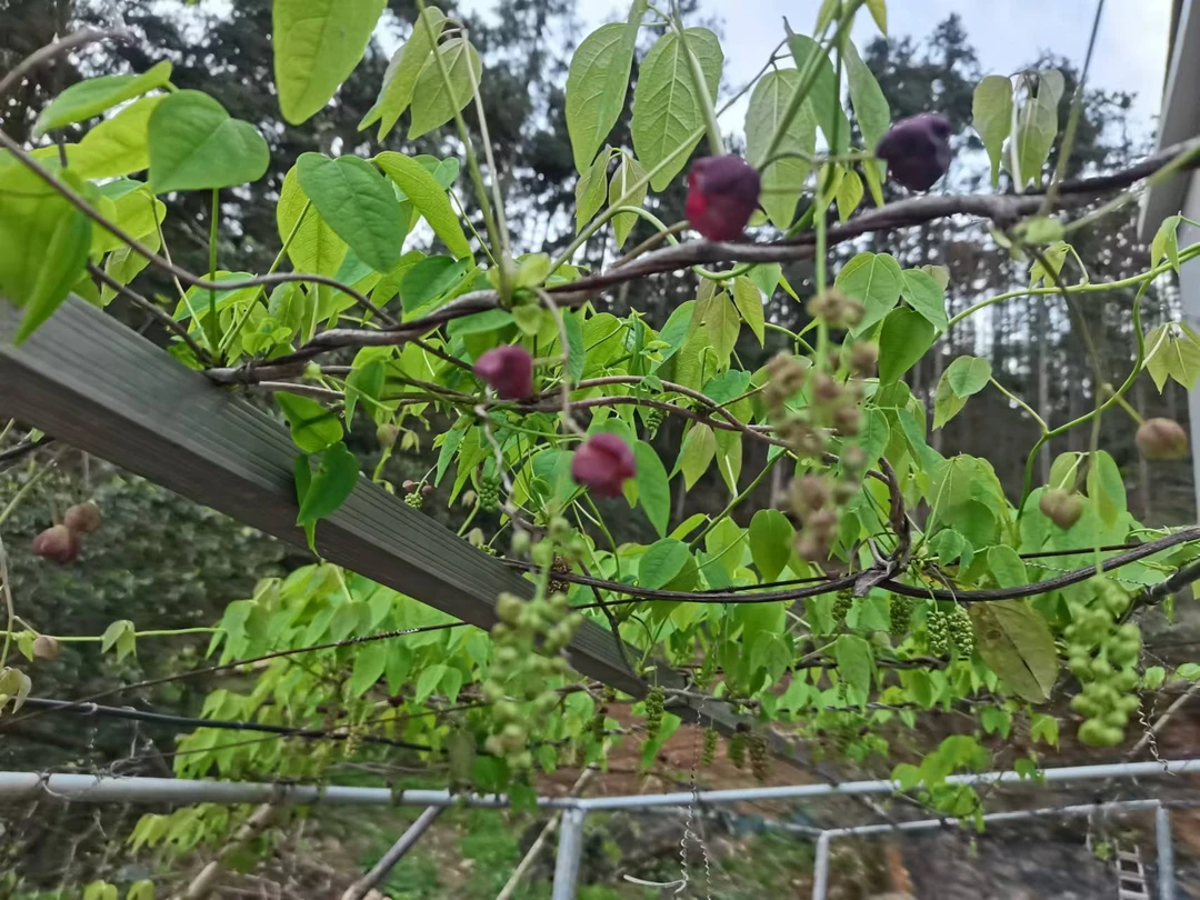 八月炸苗四季常青藤本植物