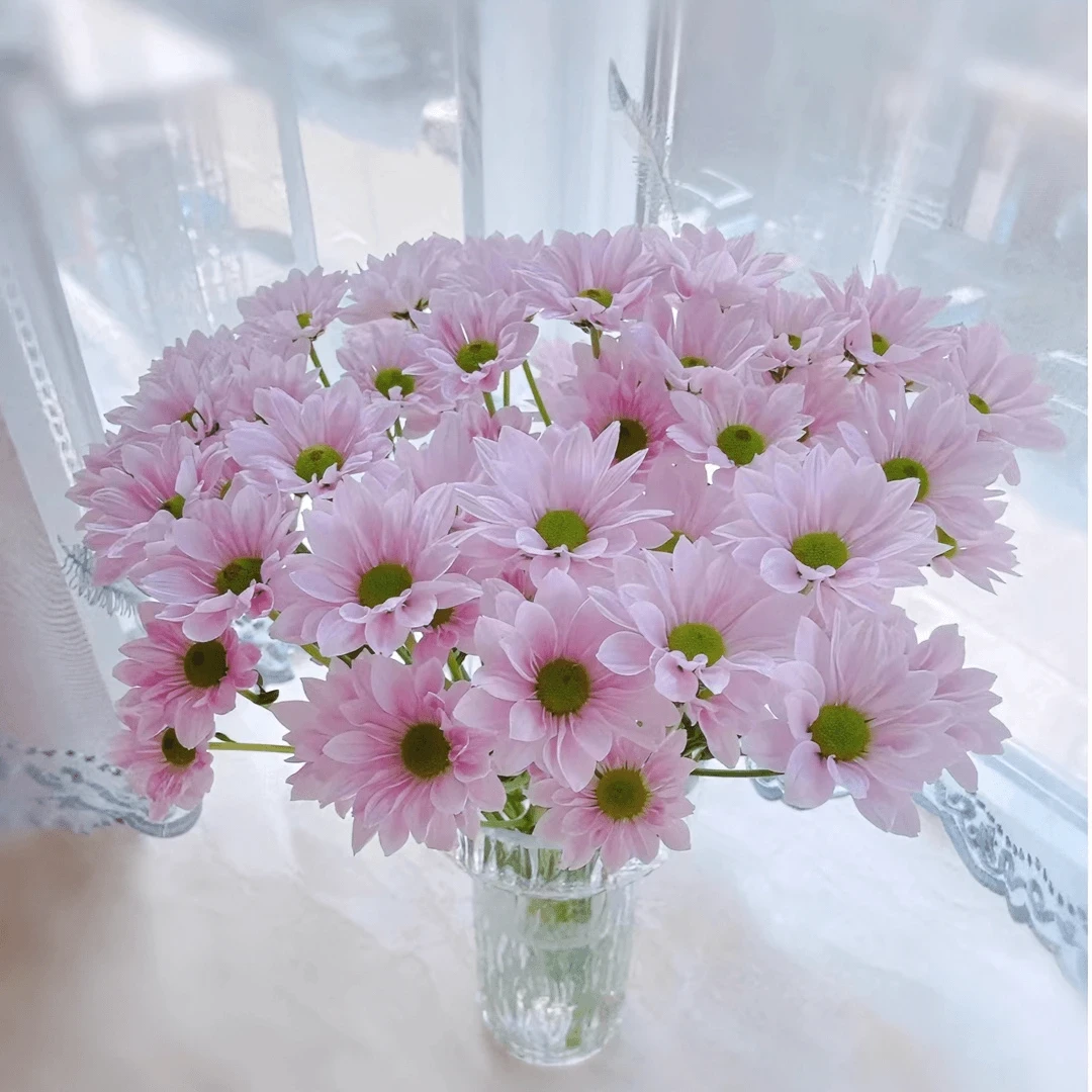 云南☞直发鲜切花超长待机10支多头小雏菊包邮新鲜美丽家用搭同城