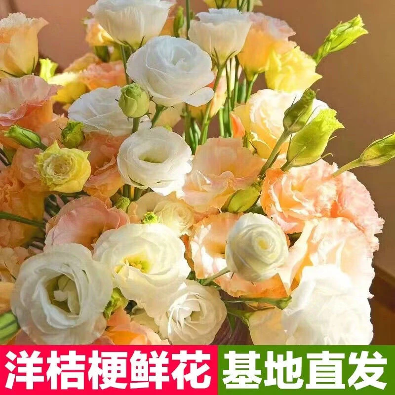 云南基地直发稀有色洋桔梗鲜花新鲜混搭室内水培家用花插花办公室