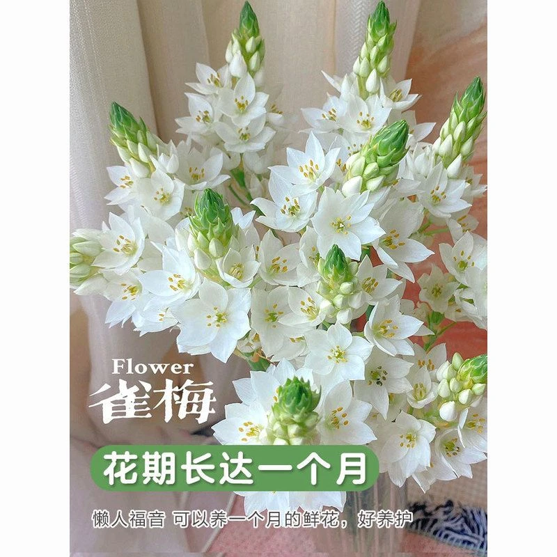 雀梅鲜花昆明基地批发懒人花束容易养活花期30天家庭水养鲜花