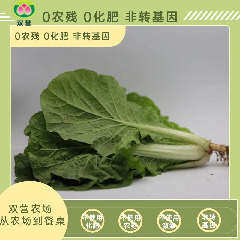 双营有机农生态种植小白菜300g顺丰包邮