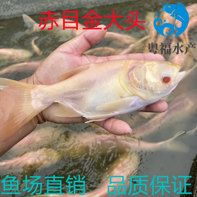 赤目金花鲢 赤目金大头鱼苗 红眼睛黄金 水族活体包邮包活