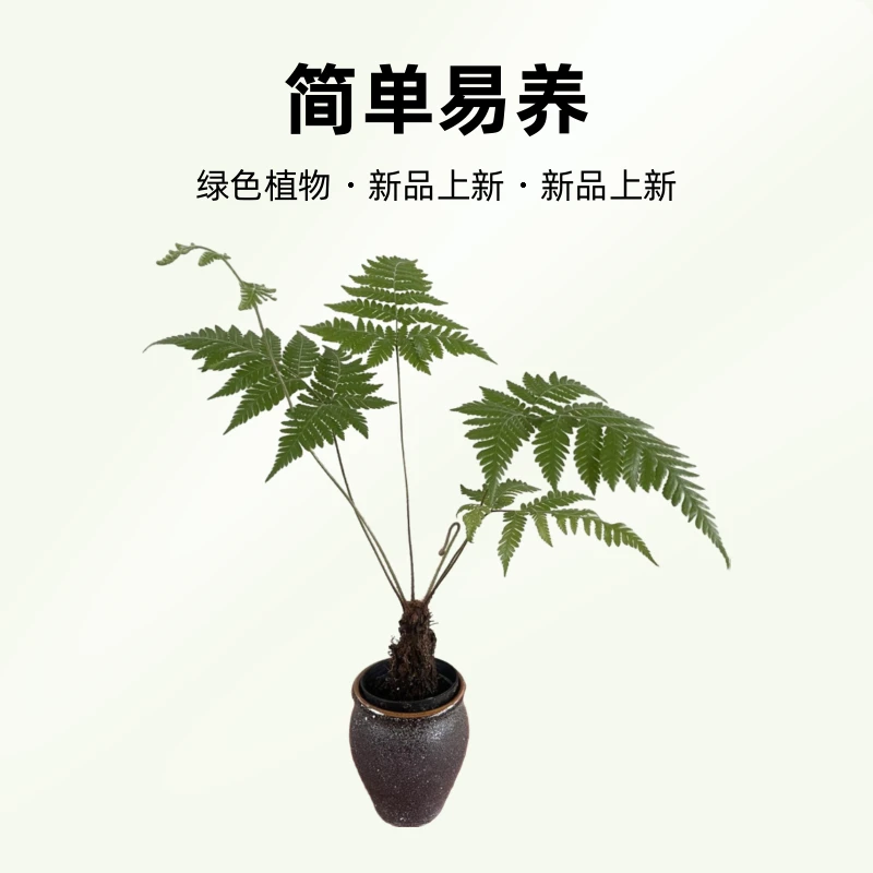 蕨类植物苔藓球水培四季小型厥类绿植老桩盆景造景大型一叶蕨盆栽