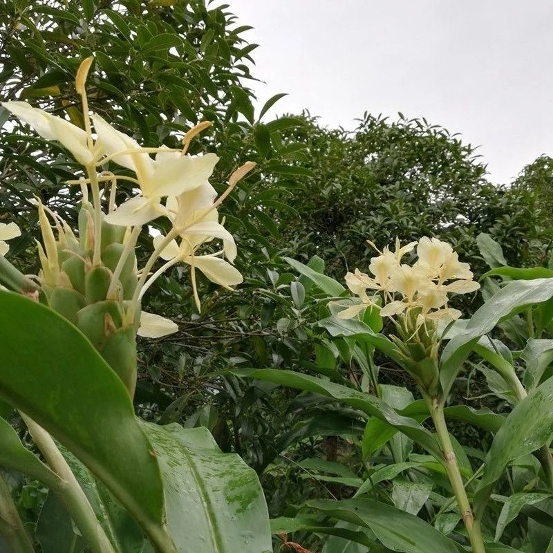黄姜花野生一物一拍