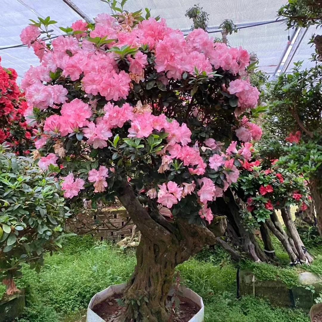 杜鹃花老桩室内庭院绿植花卉